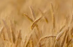 Pšenice Setá
