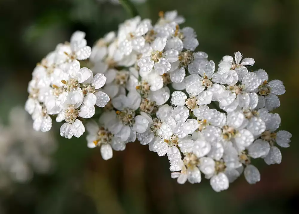 Achillea