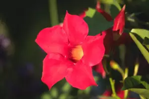 Mandevilla