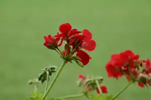 Pelargonie