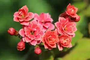 Kalanchoe