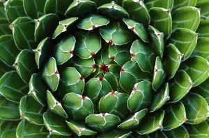 Agave