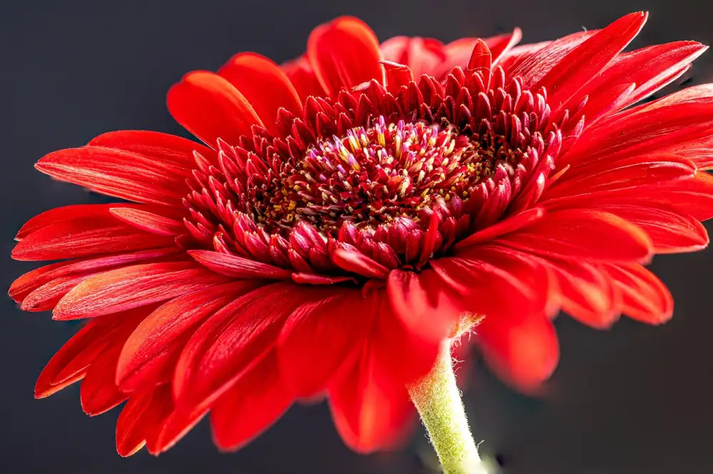 Gerbera